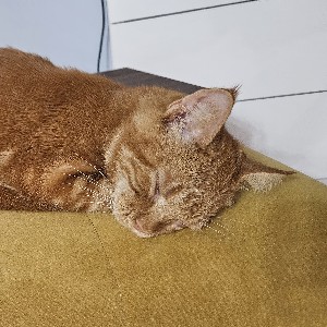 Ксения profile