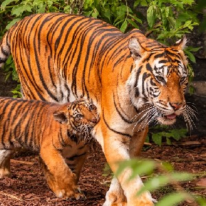 Randy 🐯 profile