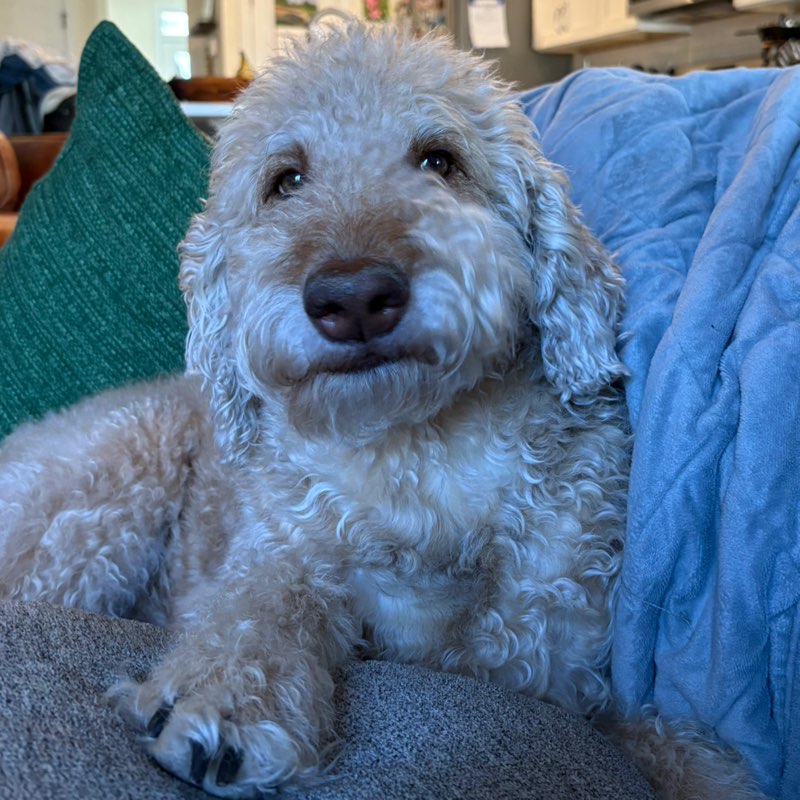 Molly icon