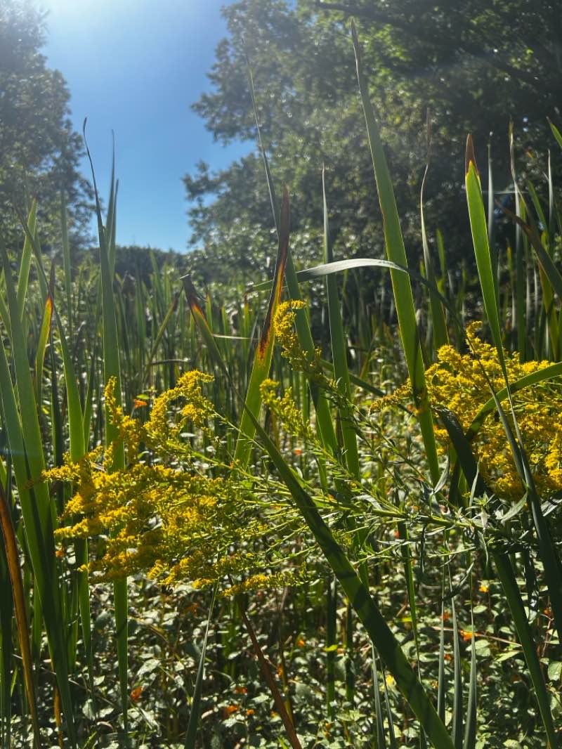 walking near me in Bath Nature Preserve in summer