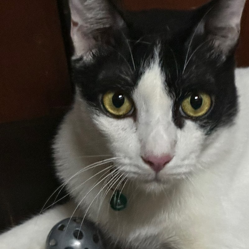 Chatpimon profile
