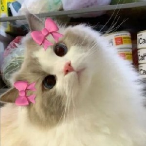 heysolesister icon