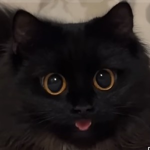 Destiny profile