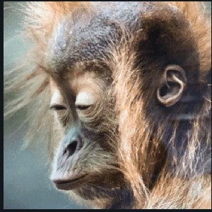10 Gho profile