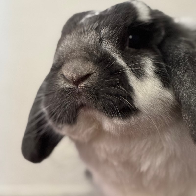 Maisa profile
