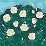 Mohogany icon