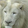 hari profile
