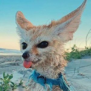жанва profile