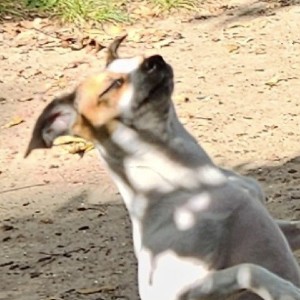 Scarlenth Chiquito profile