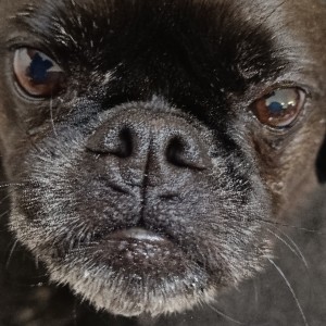 Lola's Cheerleader Bevon icon