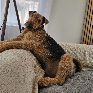 Toby profile