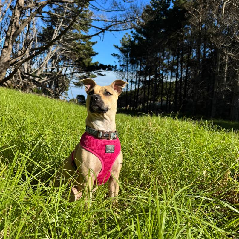 Chloe icon