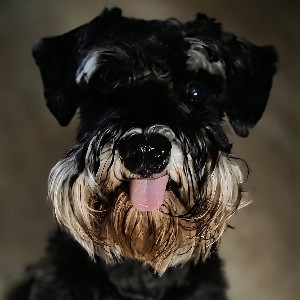 Mari.L icon