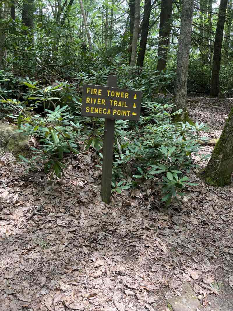 walking near me in Cook Forest State Park in summer