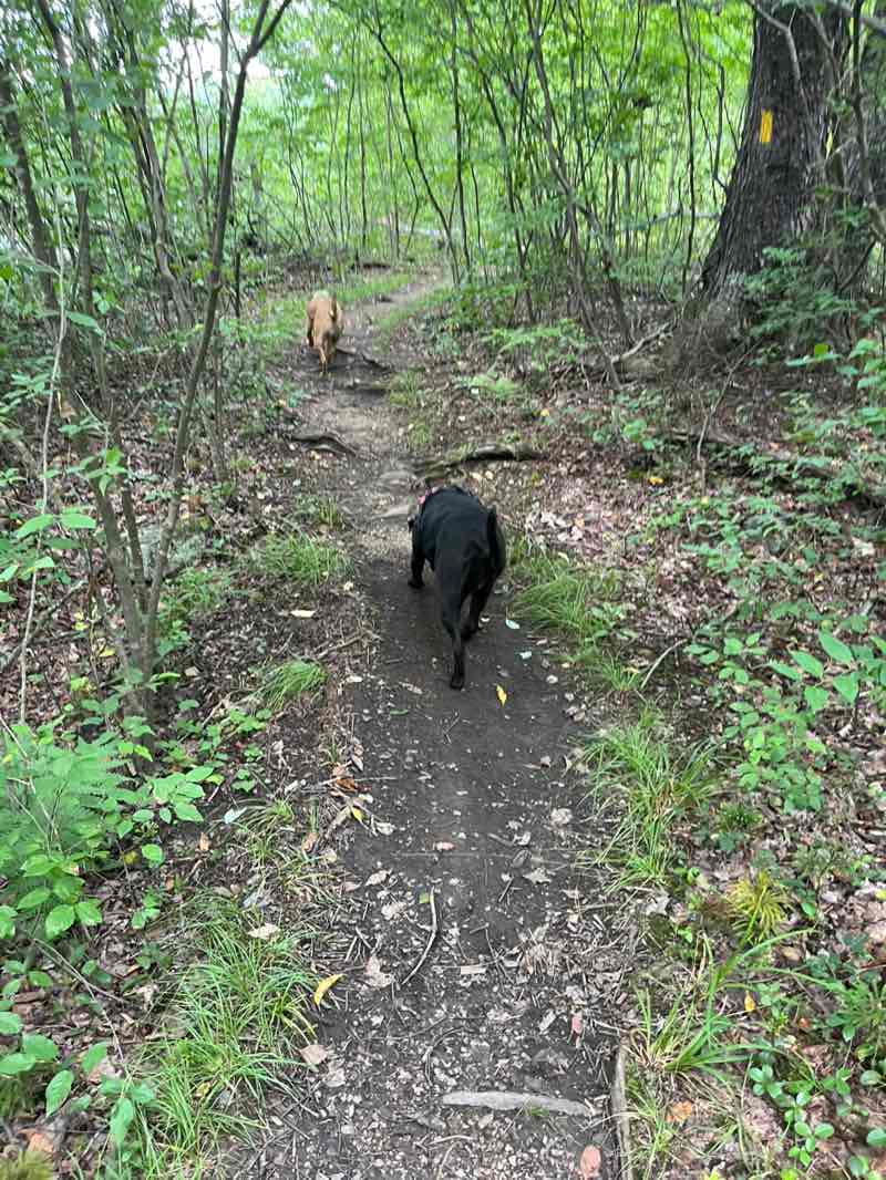 walking near me in Parker Dam State Park in summer