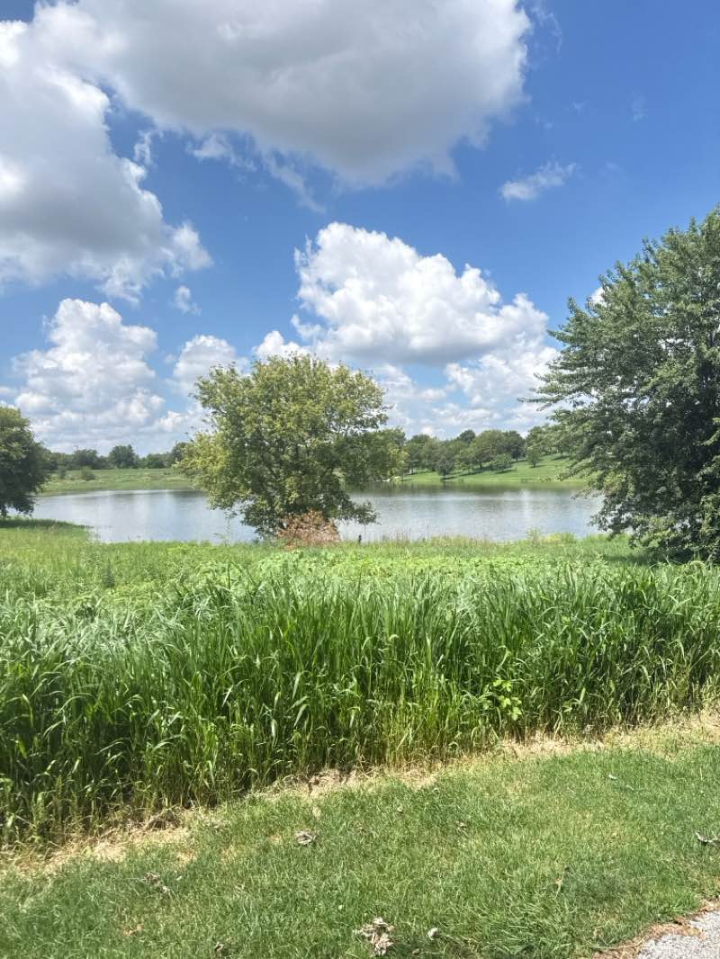 walking near me in McCarthy Park in summer