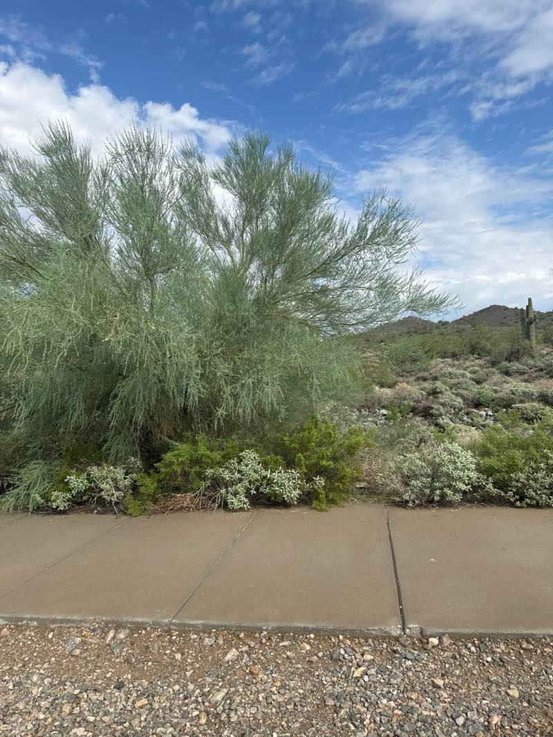 walking near me in Sonoran Preserve in autumn