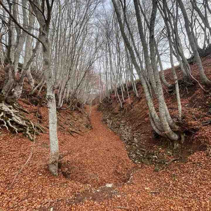 Os peregrinos Stefano post image