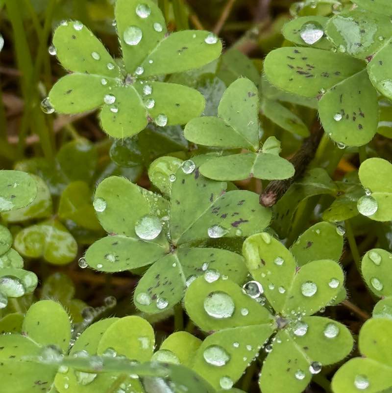 Os peregrinos Hawk post image