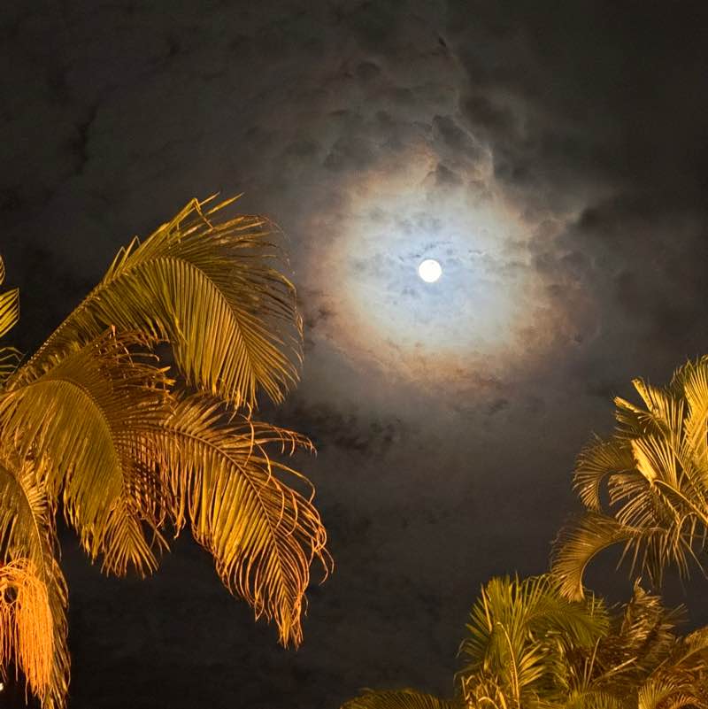 Os peregrinos Hawk post image