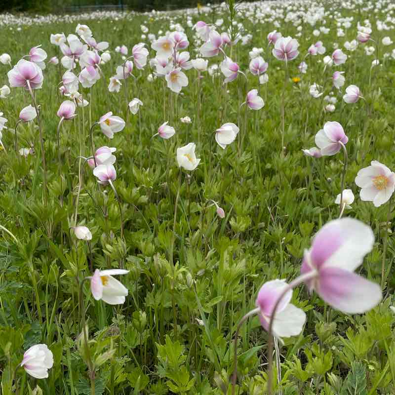 🕊️Tatyana🇷🇺 post 2