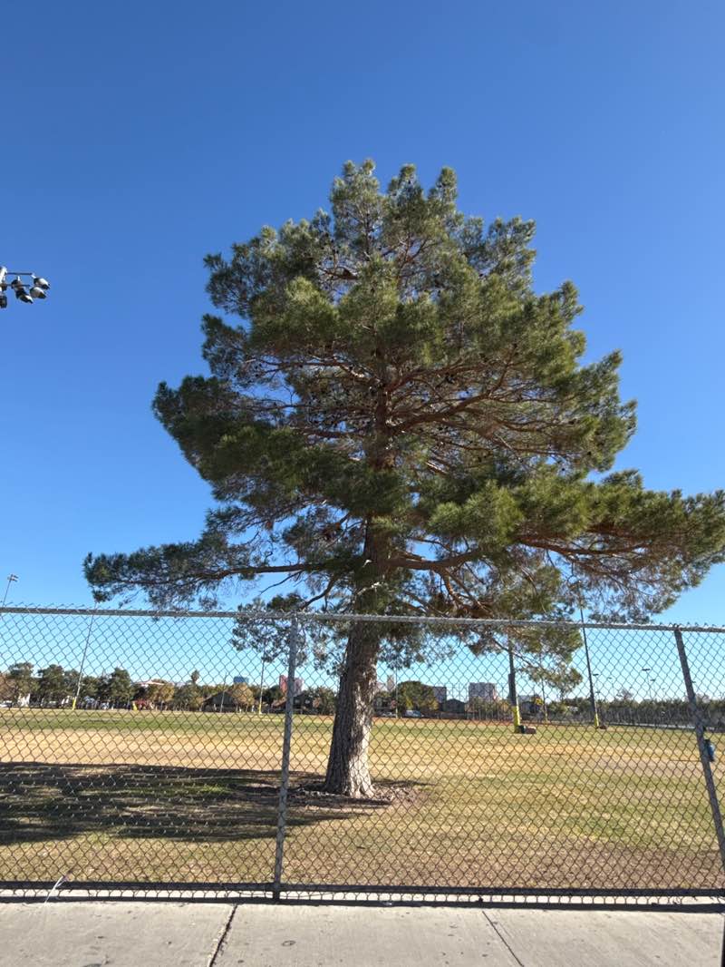 walking near me in Cashman Park in winter