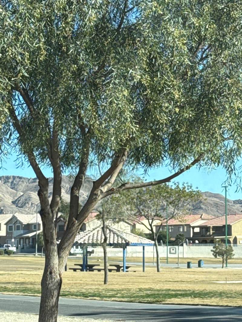 walking near me in Lewis Family Park in winter