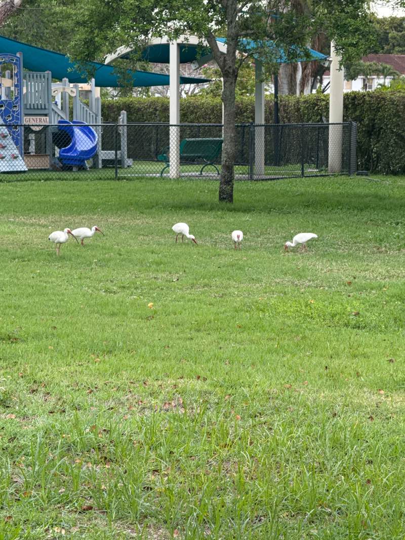 walking near me in Trails and Tails Park in spring