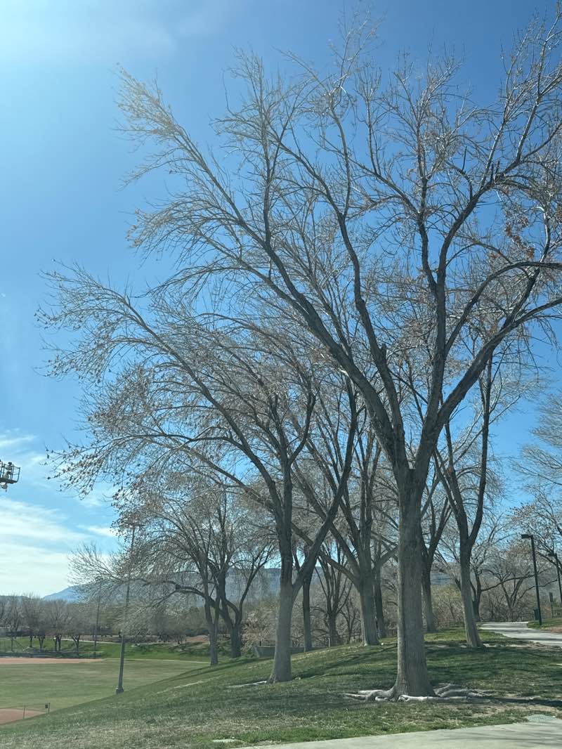 walking near me in Willows Park in spring