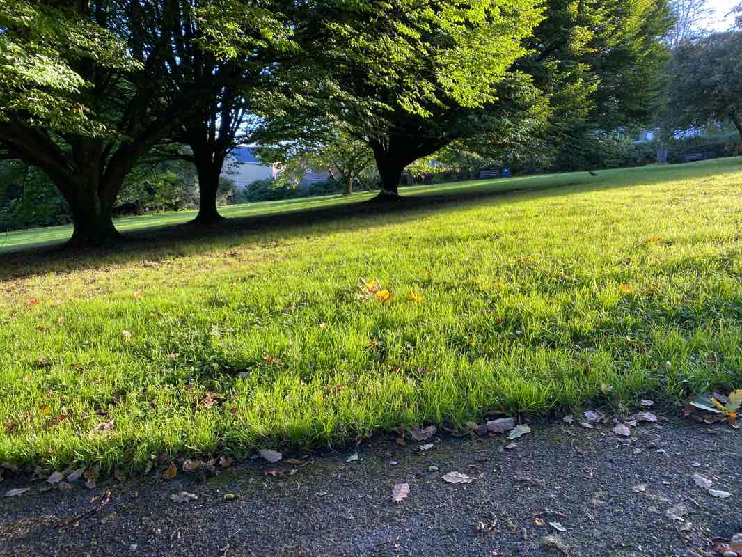 walking near me in Alltwen Park in winter