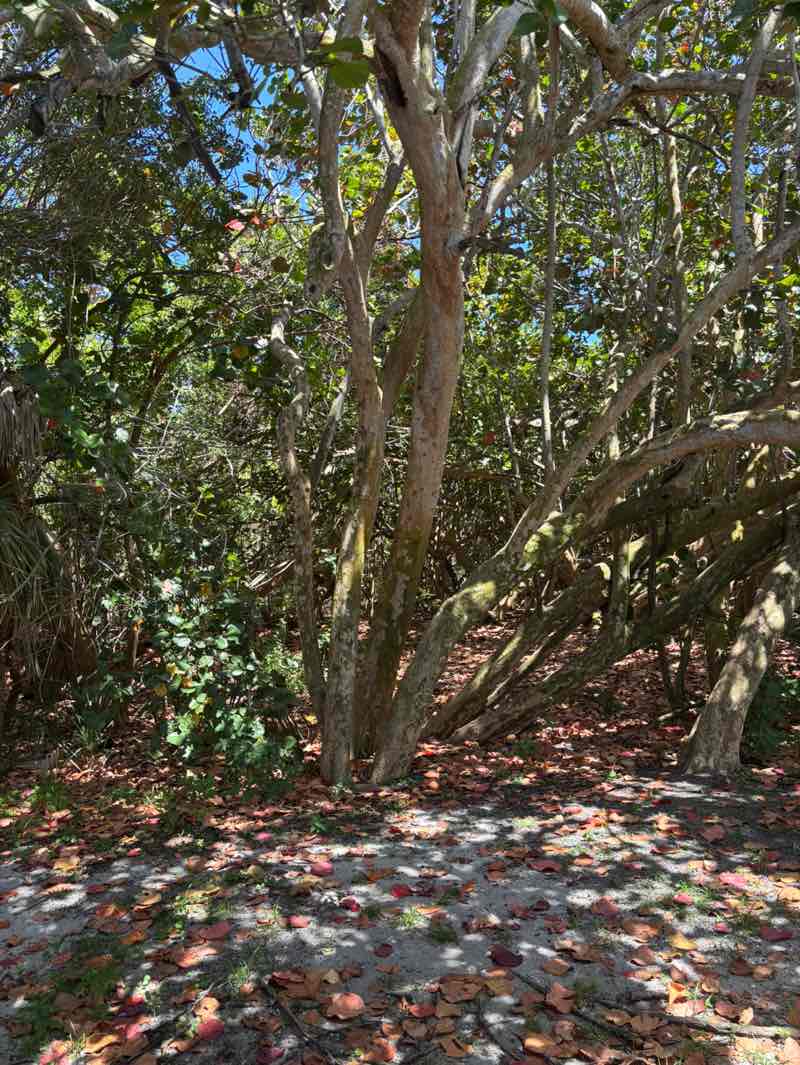 walking near me in South Beach Park in spring
