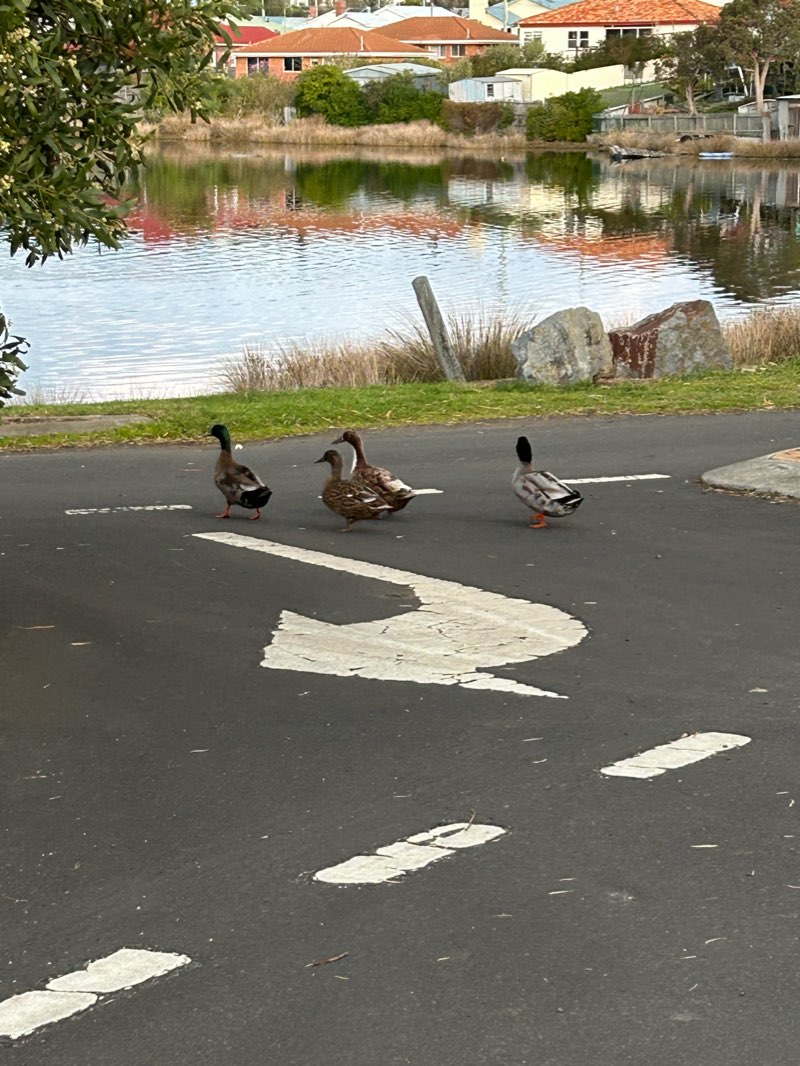 walking near me in Giblins Reserve in summer