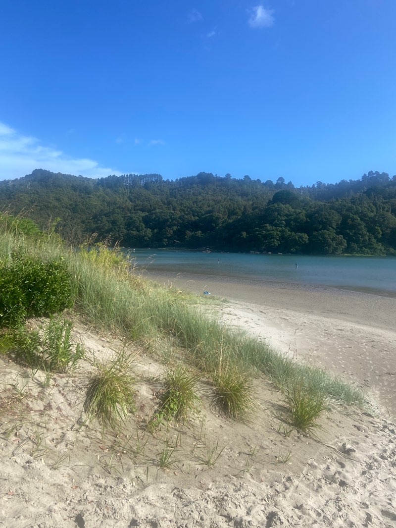 walking near me in Kotuku Reserve in summer
