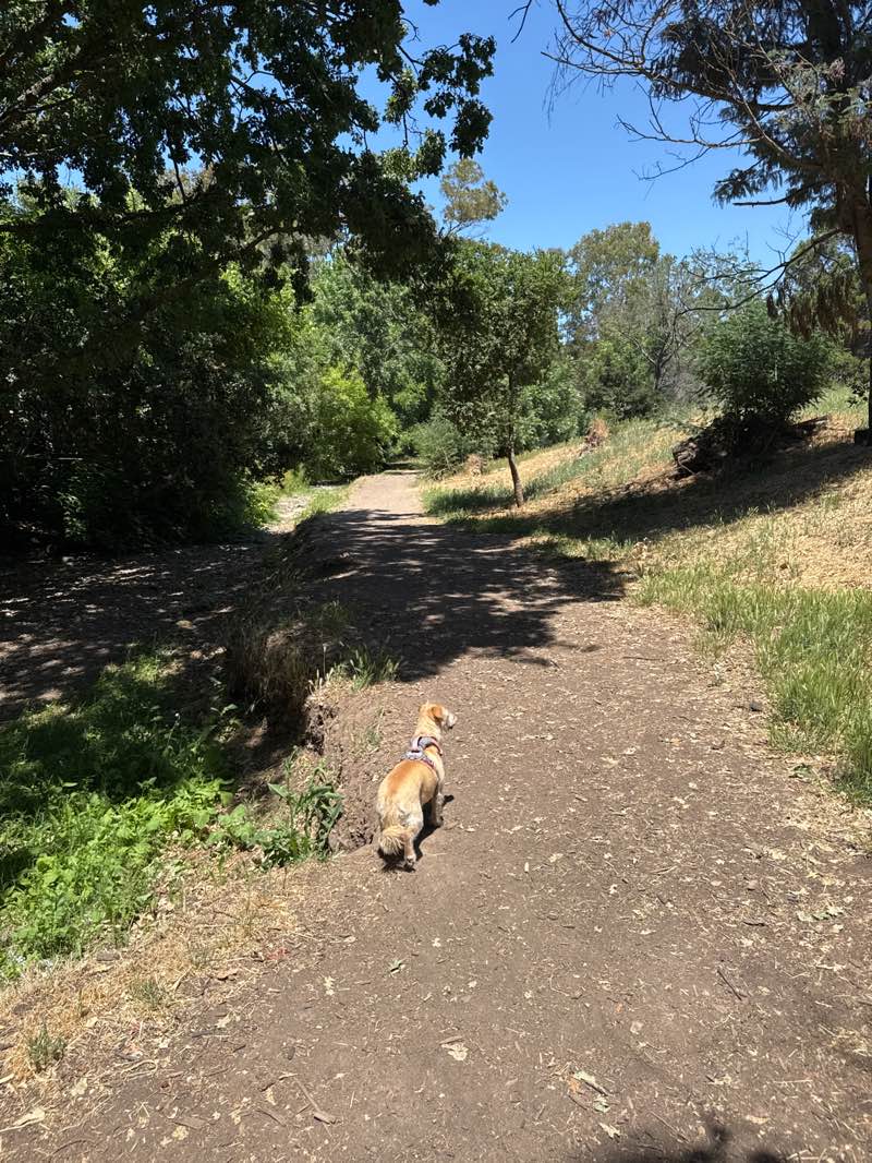 walking near me in Shurtleff Park in spring