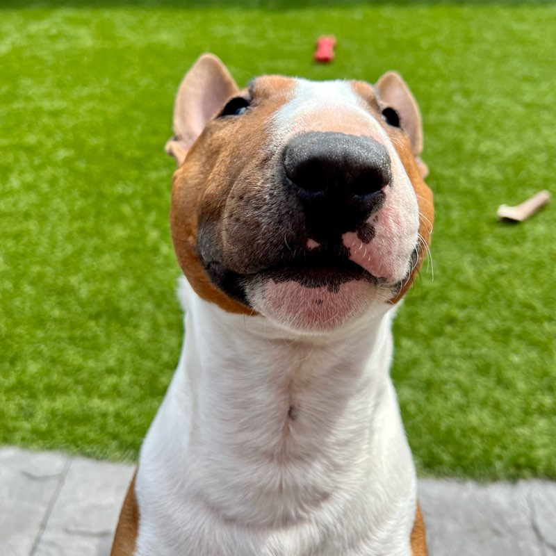 Si 🇬🇧🐶