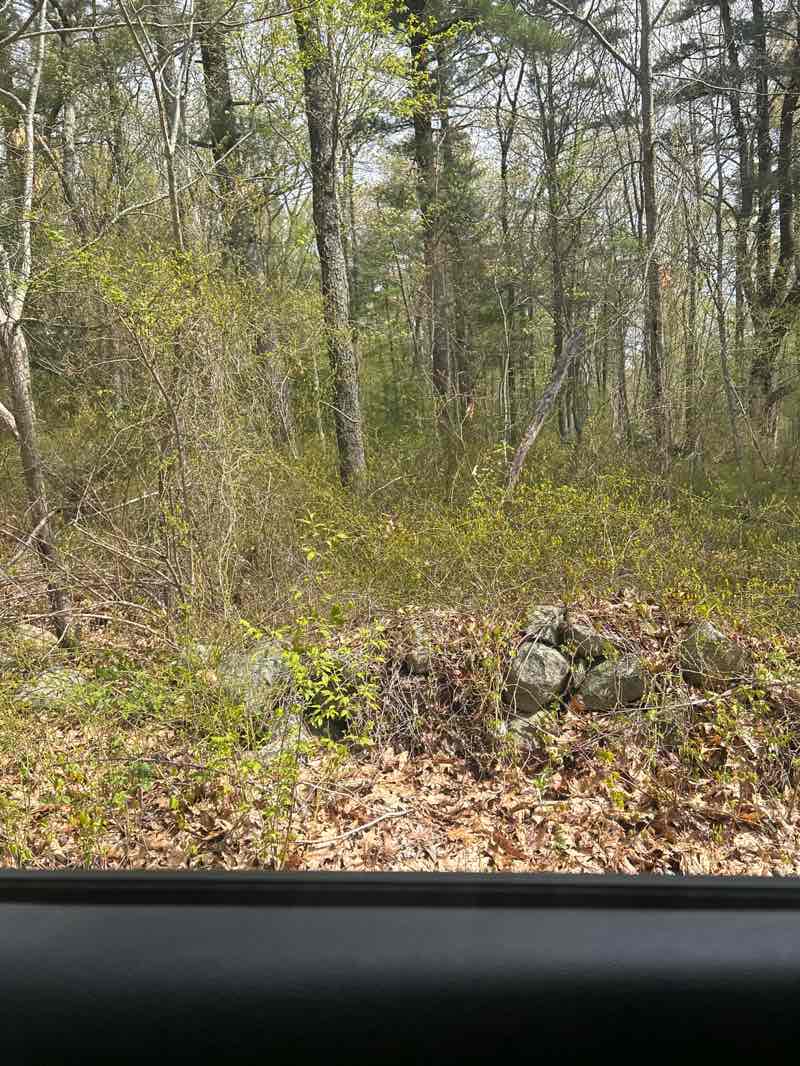 walking near me in Gaffield Park in spring