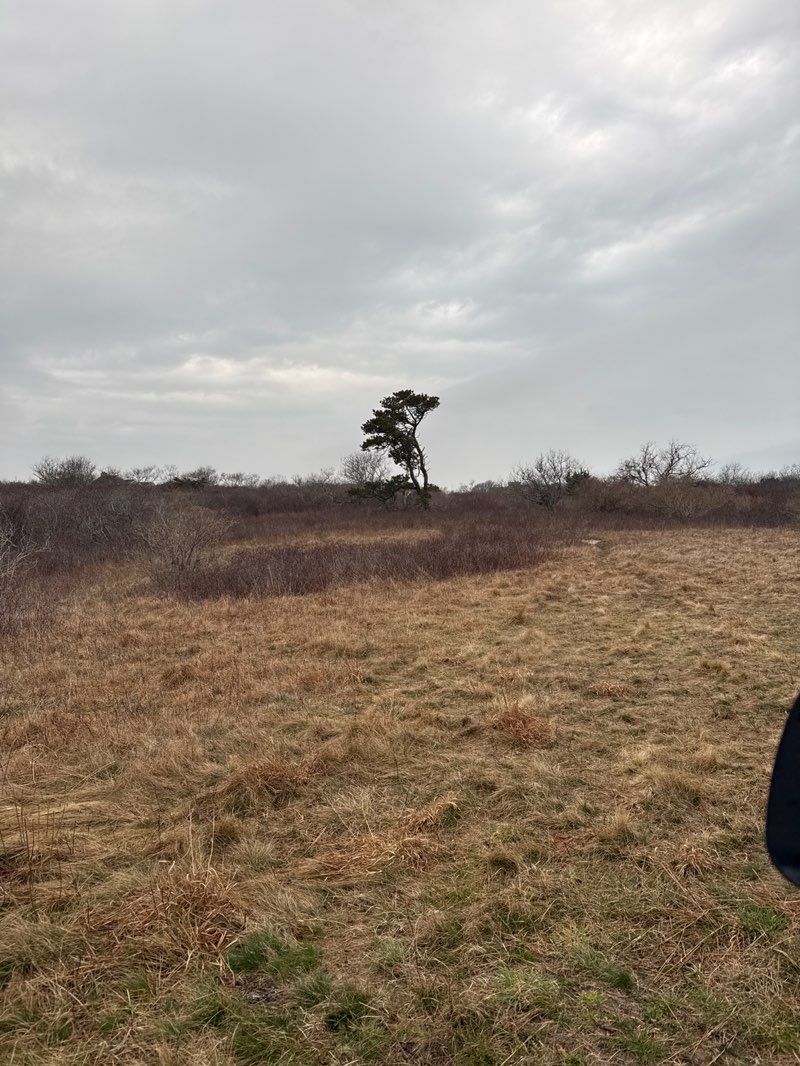 walking near me in Water Dept. Land in spring