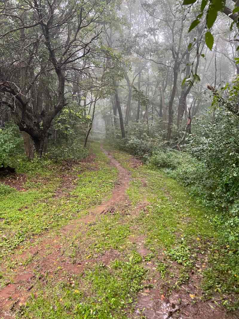 walking near me in Blue Knob State Park in winter