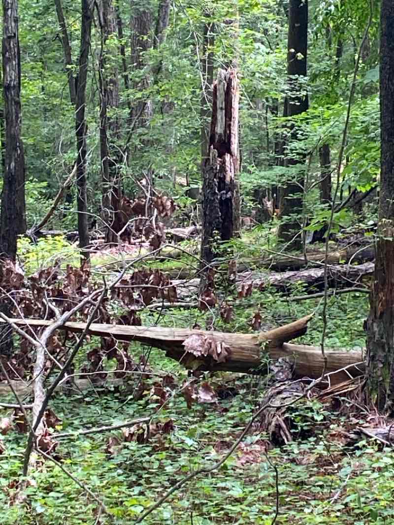 walking near me in Petersburg National Battlefield Park in spring