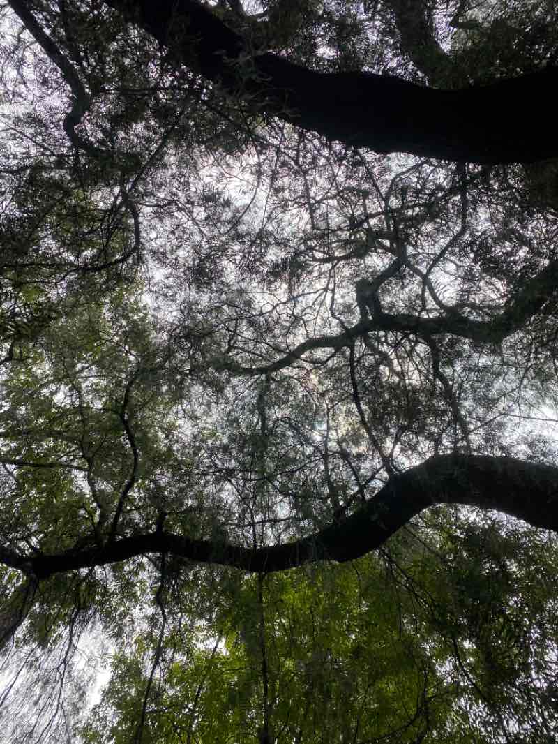 walking near me in Parque Lincoln in winter