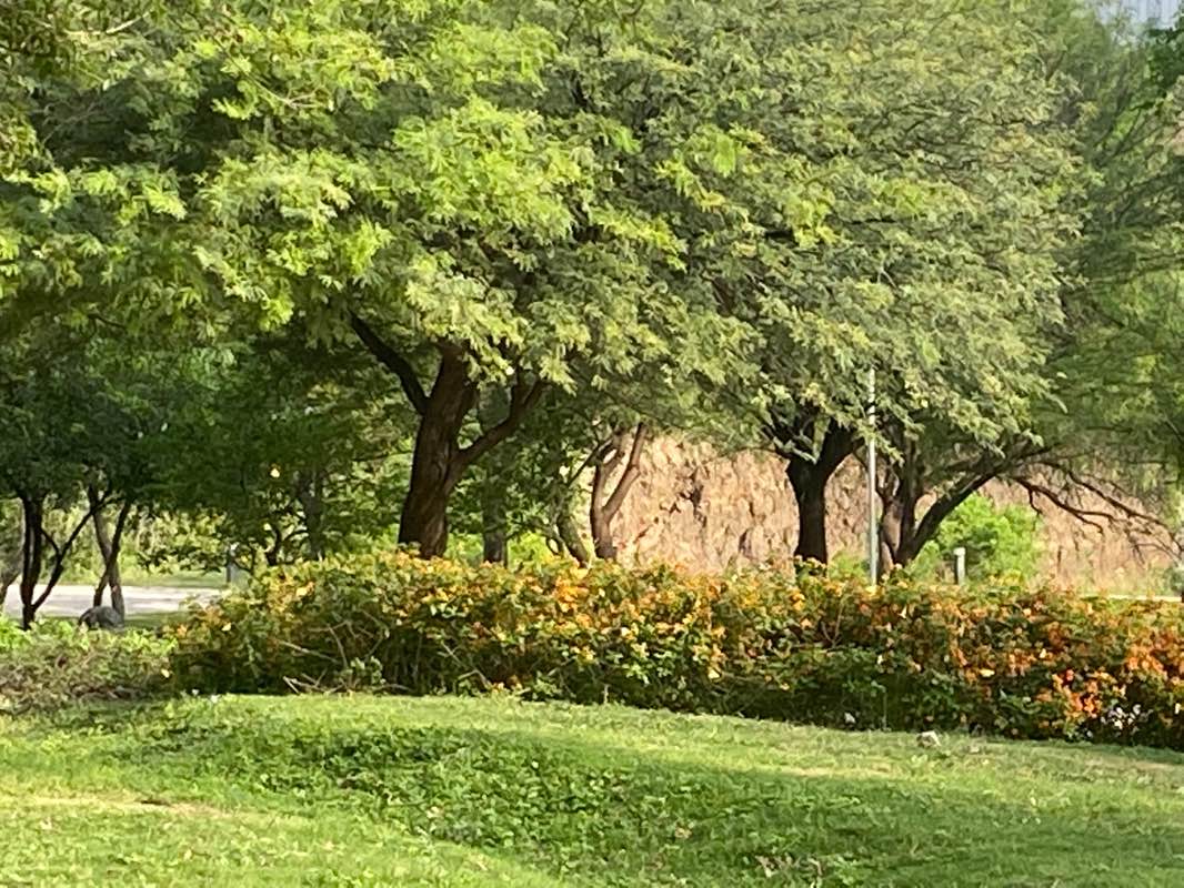 walking near me in Parque Rufino Tamayo in winter