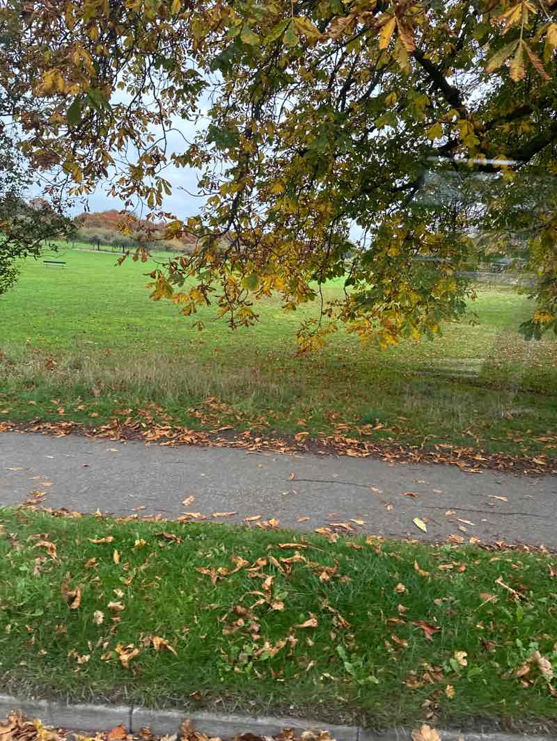 walking near me in The Stray or Two Hundred Acre in autumn