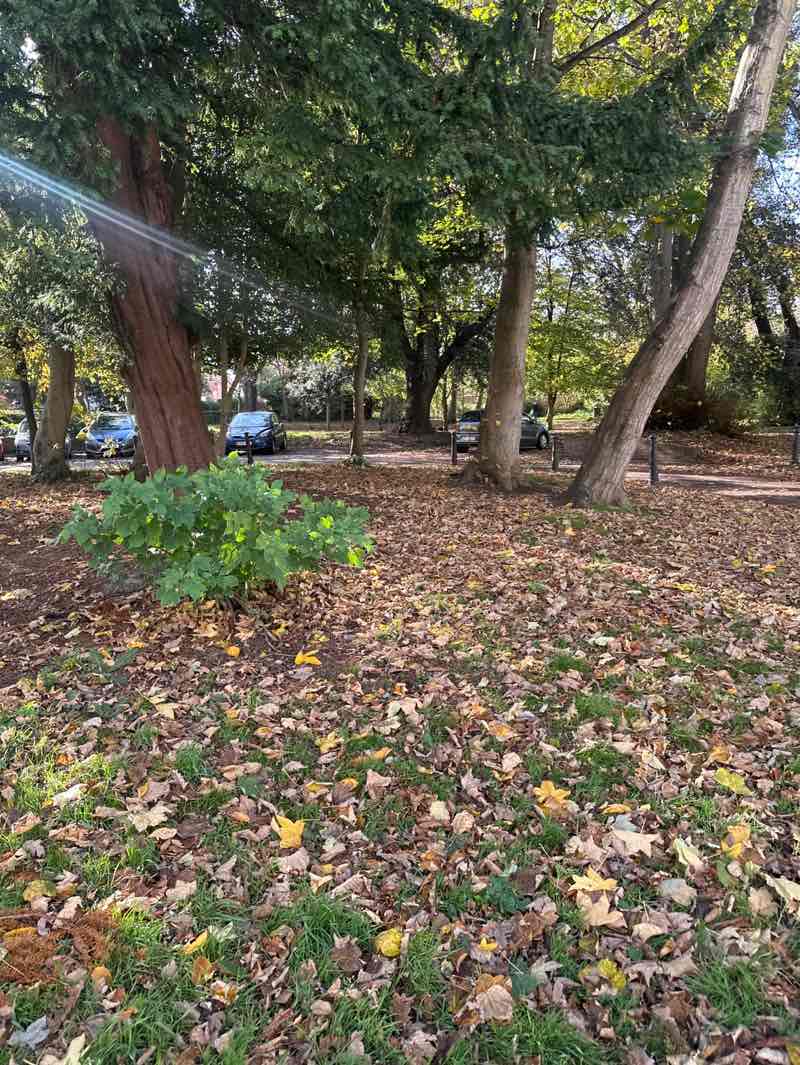 walking near me in Amelia Park in autumn