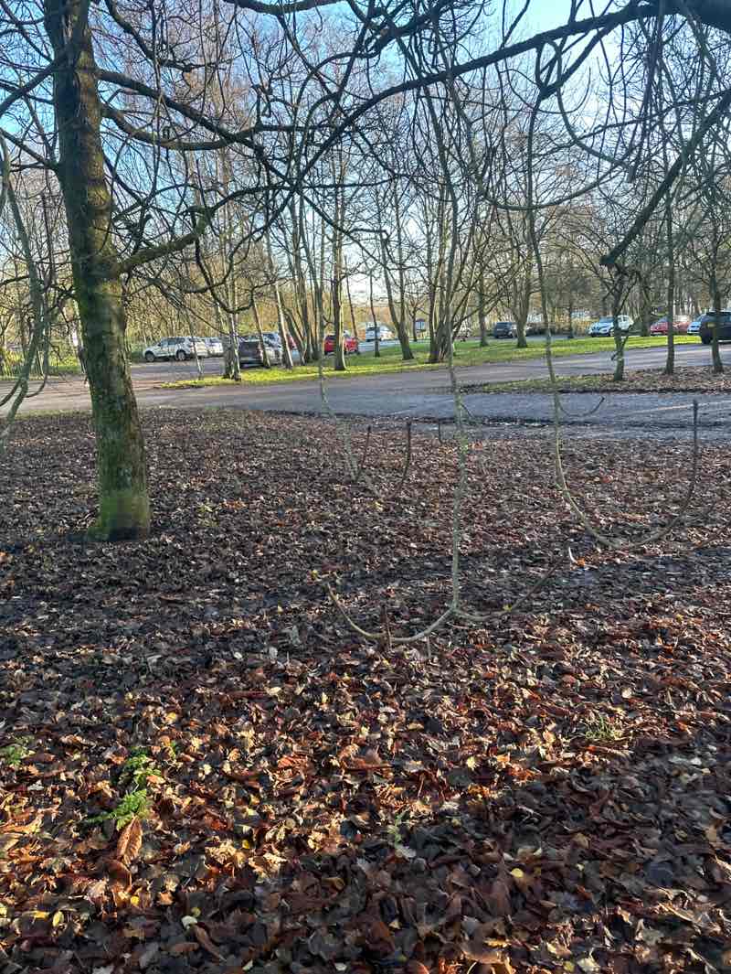 walking near me in Yeadon Tarnfield Park in winter