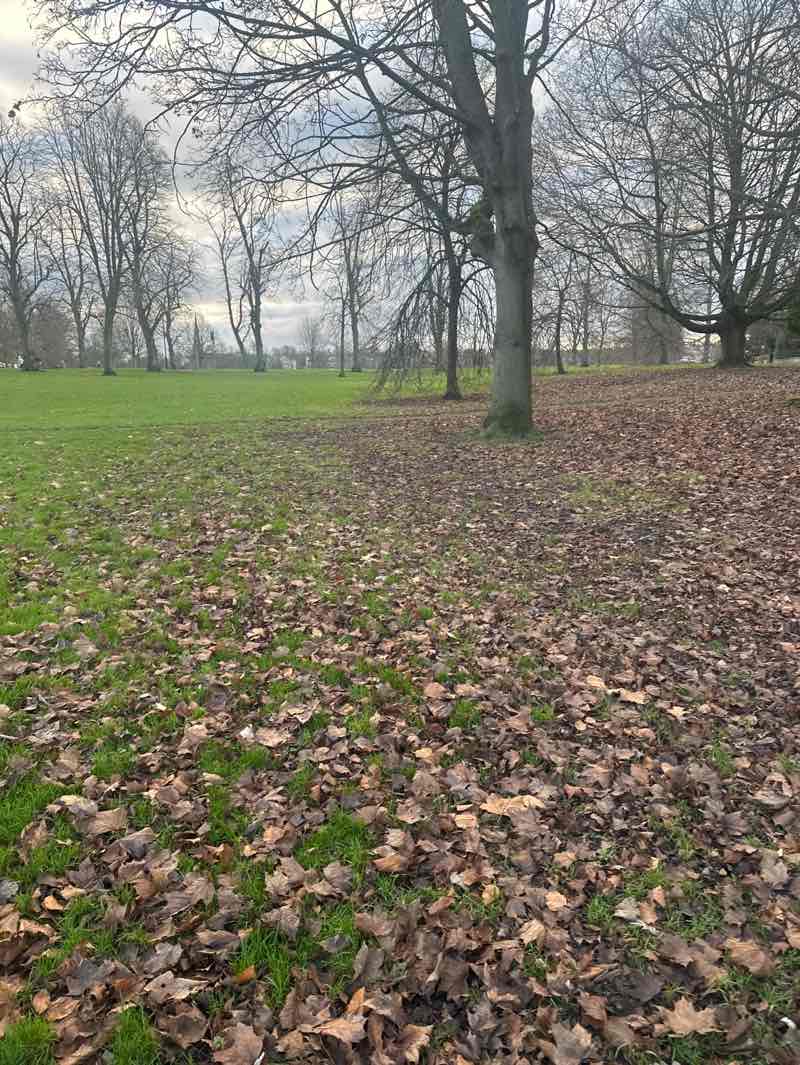 walking near me in The Stray West Park in winter