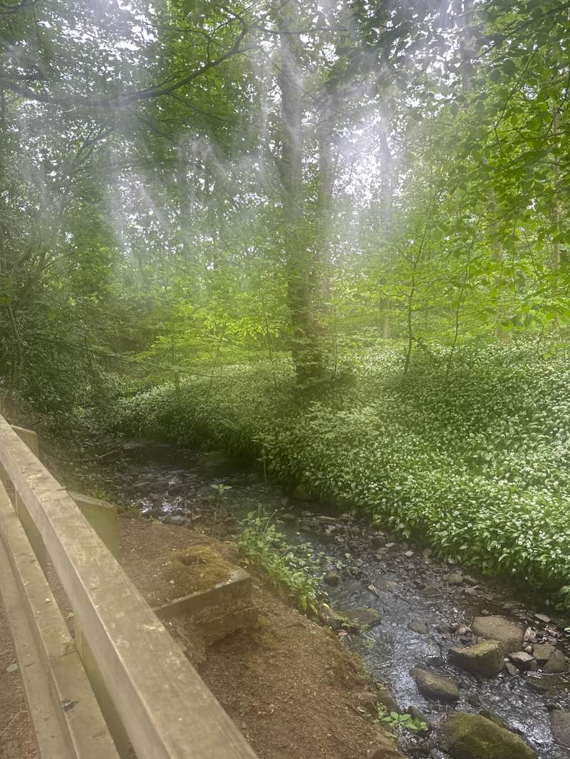walking near me in Nunroyd Park in spring