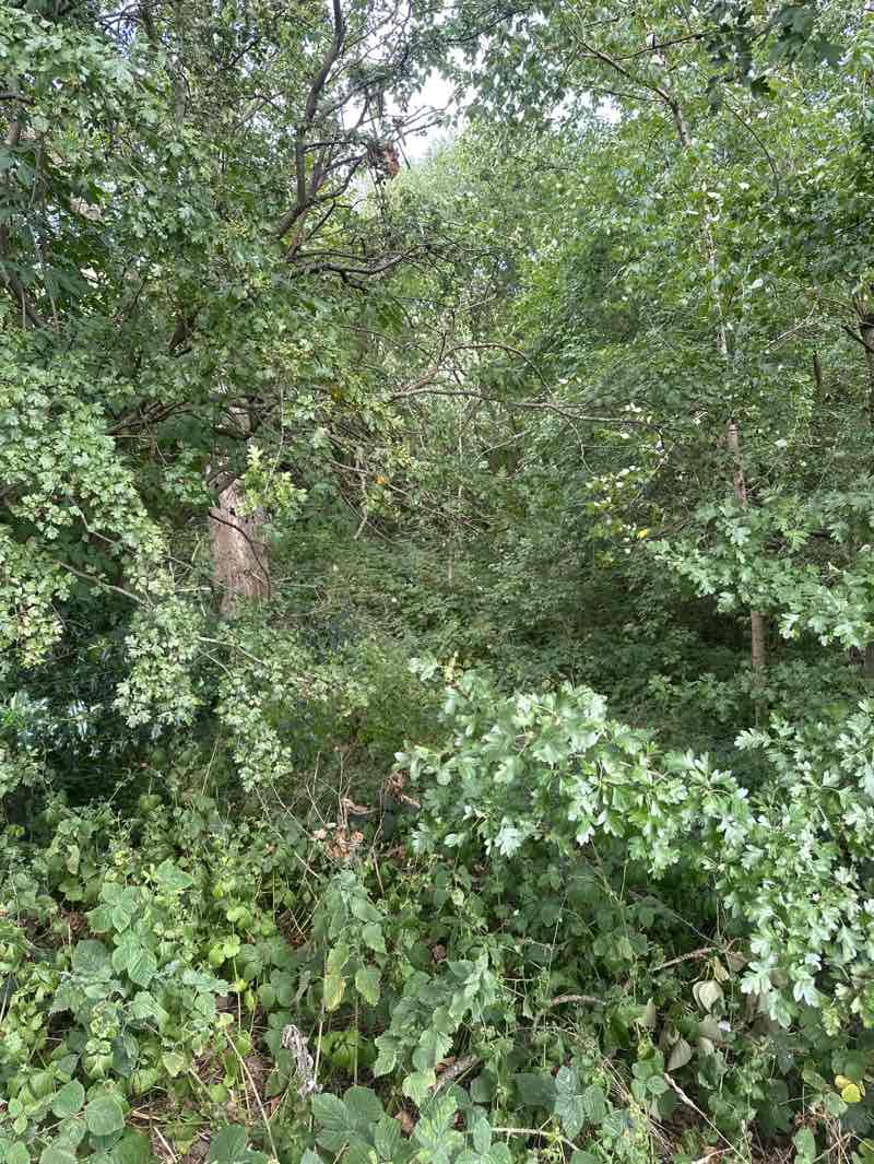 walking near me in Engine Fields in autumn