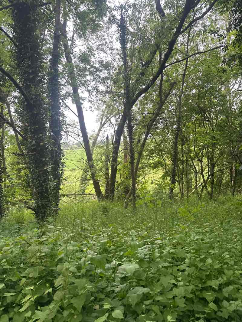 walking near me in Knox Country Park in summer