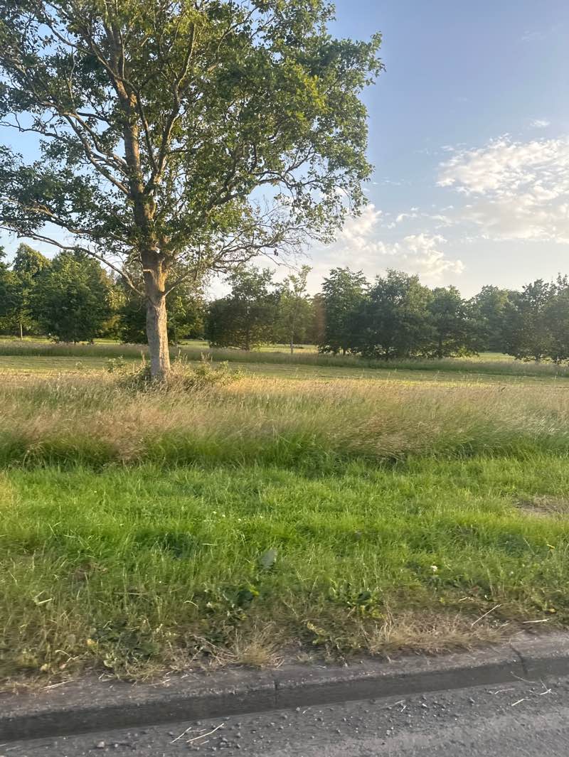 walking near me in The Stray or Two Hundred Acre in summer