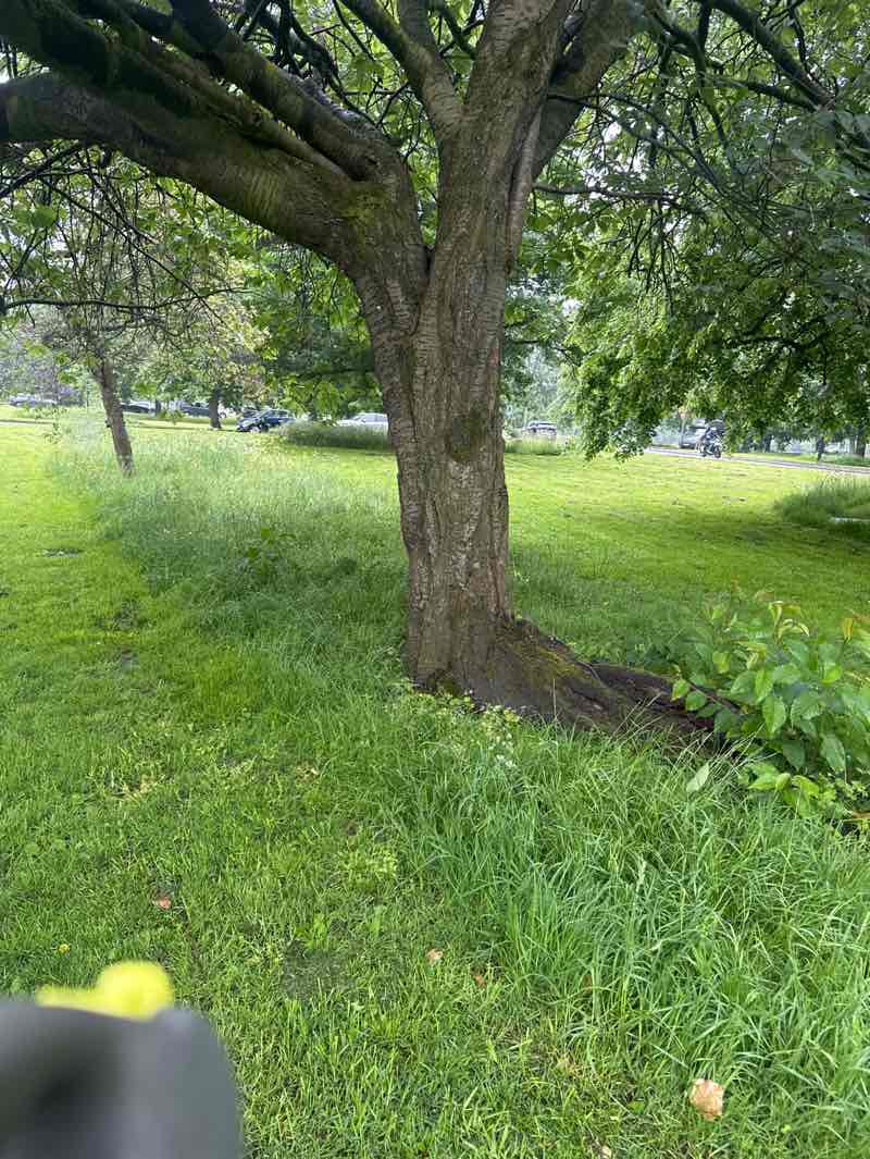 walking near me in The Stray or Two Hundred Acre in summer